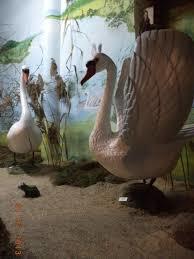 Galeria Rzeźby Ptaków